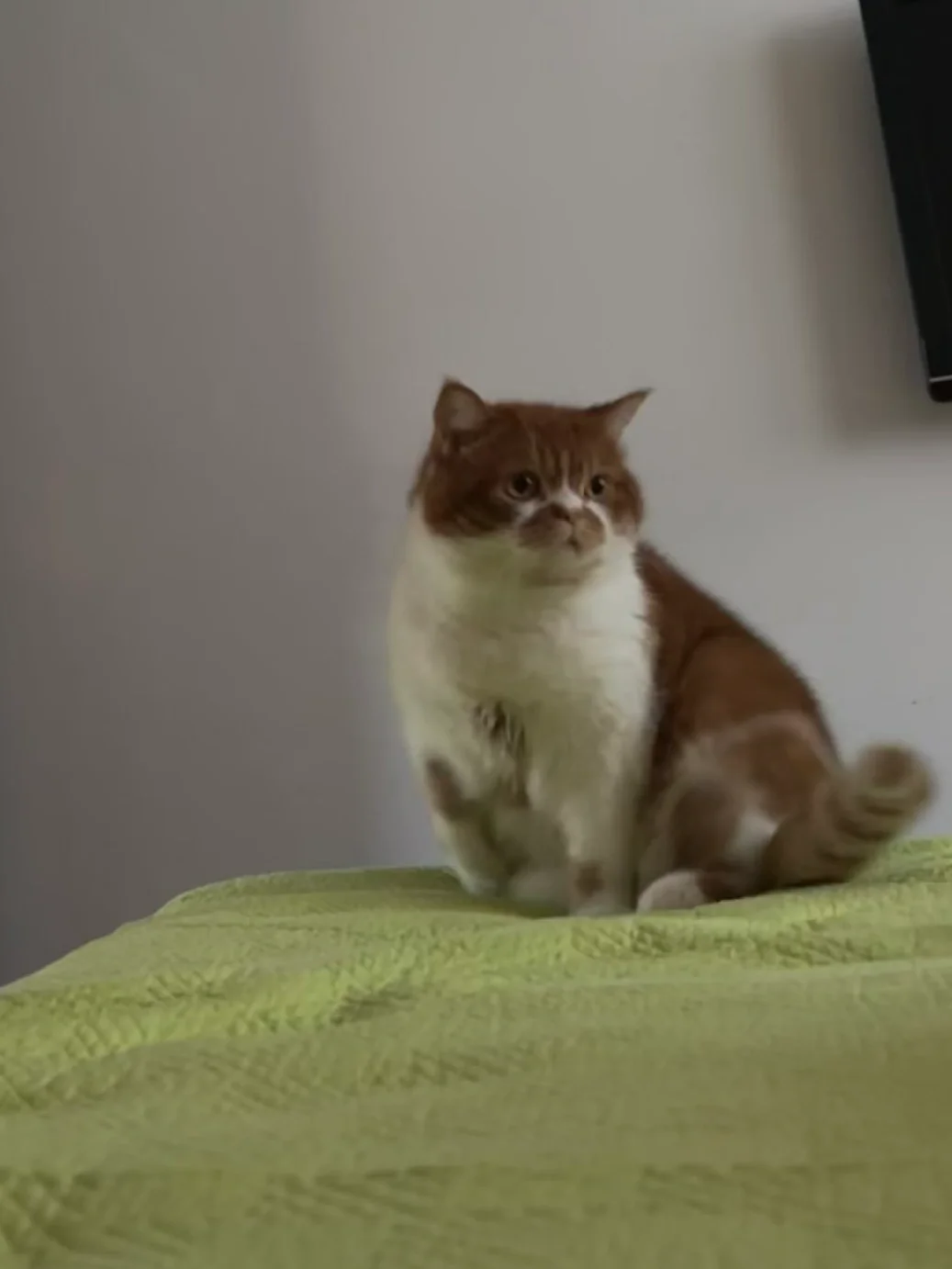 是谁一觉睡醒小猫在脚边