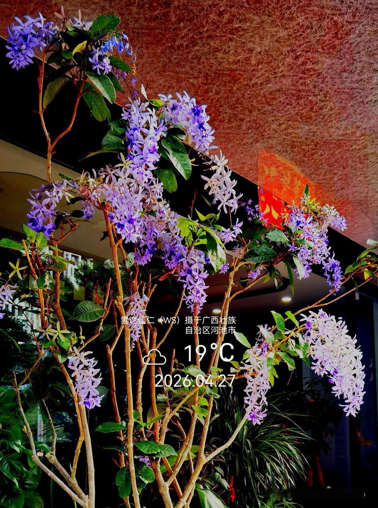 月居生活记录（9590）广西壮族自治区河池市（27）花儿随拍1：蓝花藤、酢浆草、