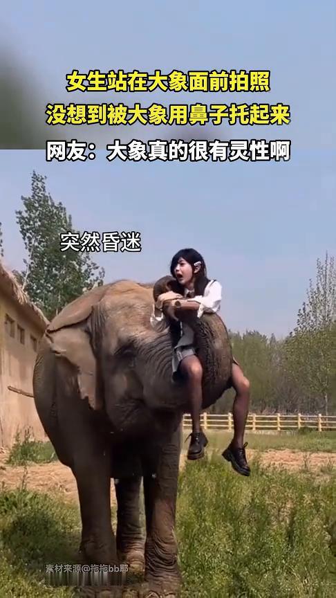女生站在大象面前拍照，没想到被大象用鼻子托起来。
网友：大象真的很有灵性。本来在