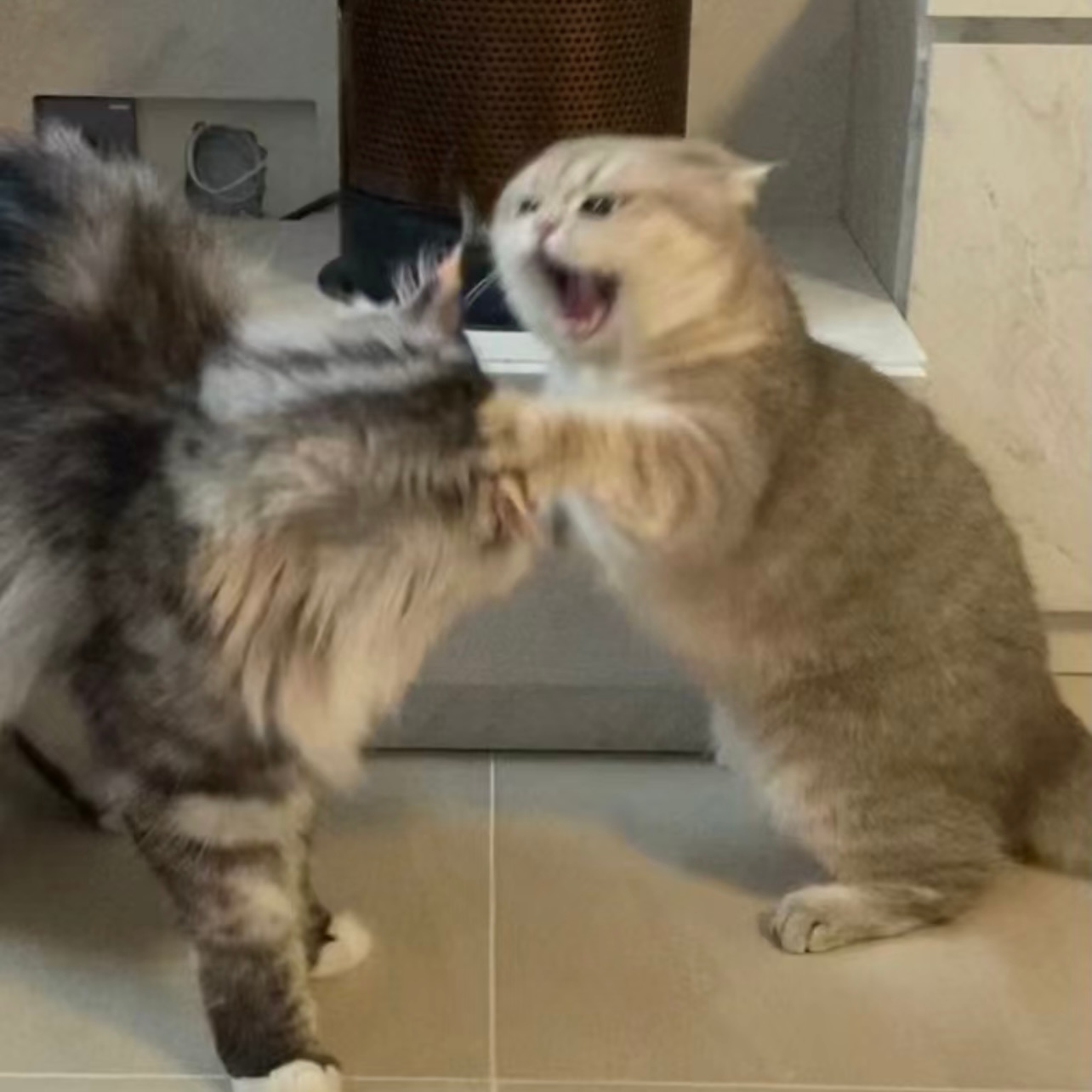 住手！住手！你们不要再打了啦！#猫 好歹毒的招式# ​​​