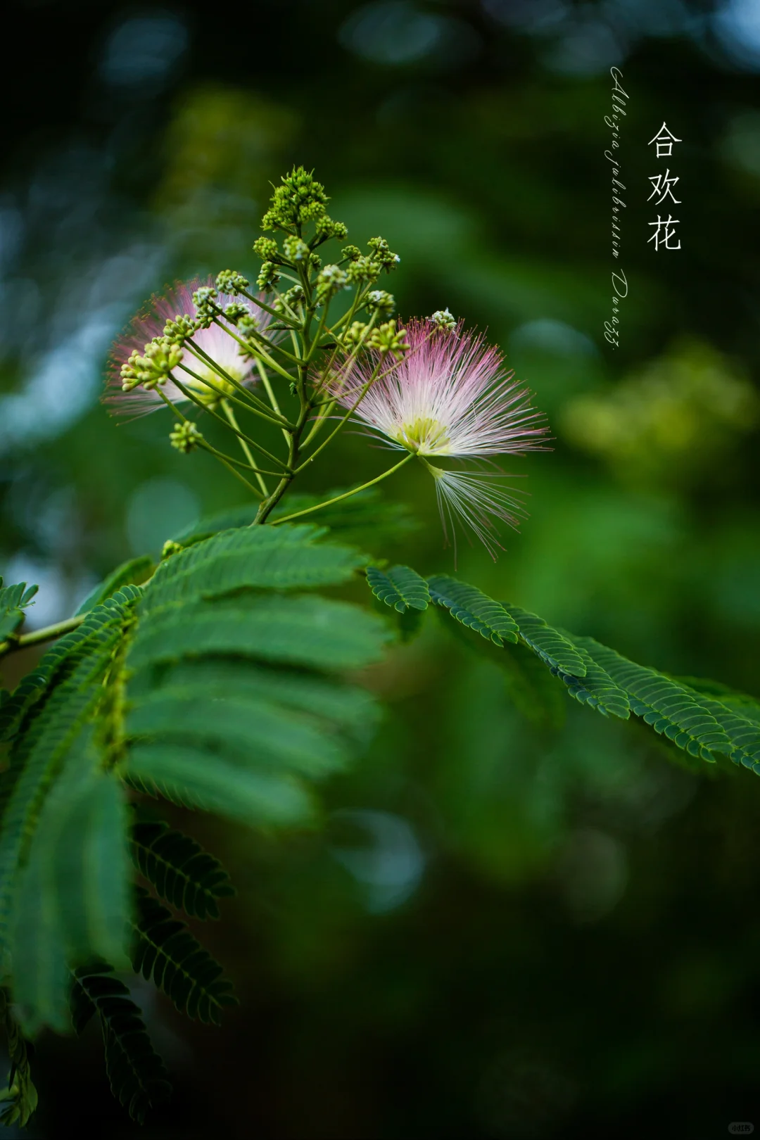 一朵相思上枝头|合欢花