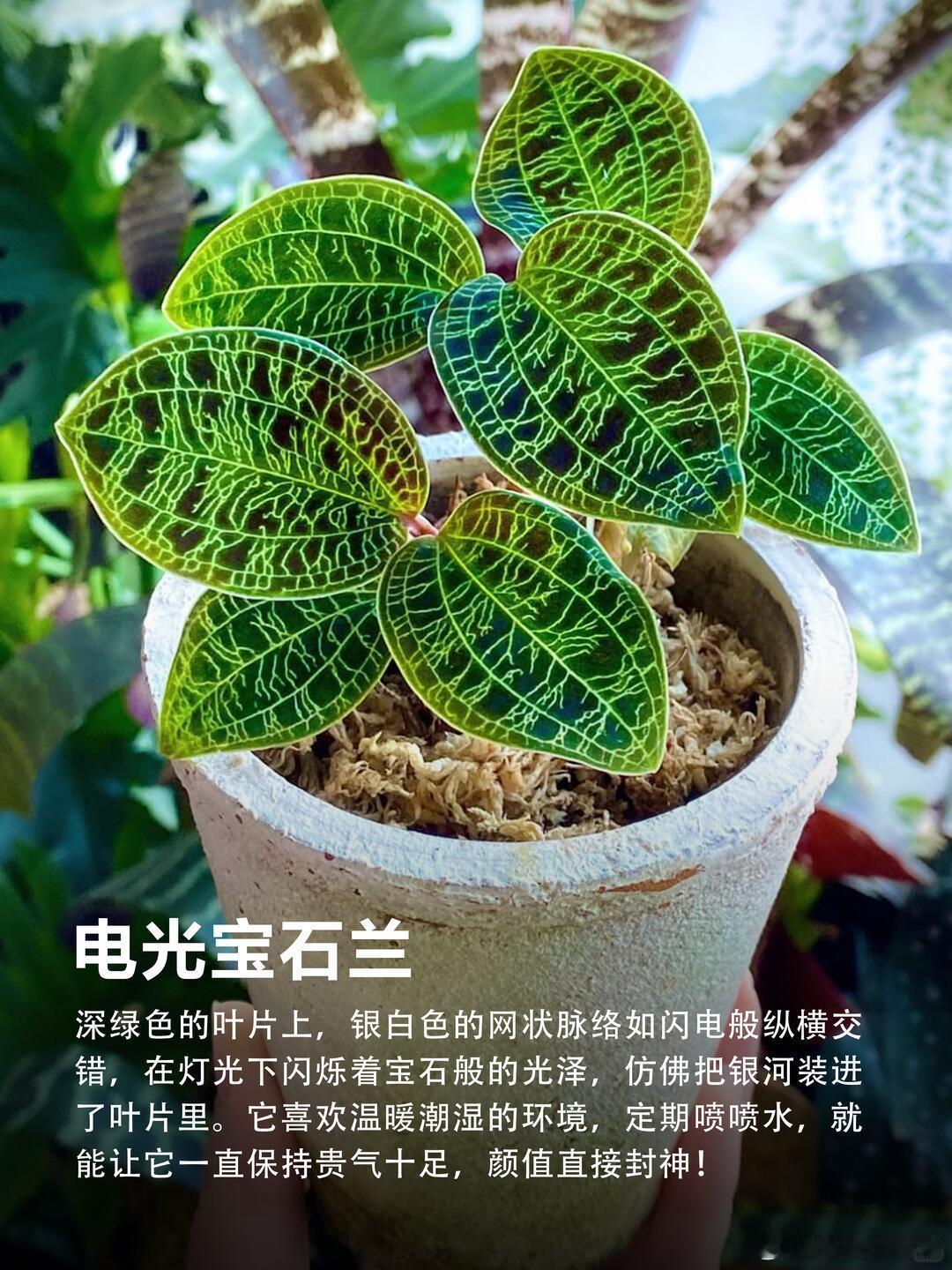 秋海棠能有多少种样子从名字到长相都脑洞大开的植物入坑秋海棠才知道，原来叶子可以这