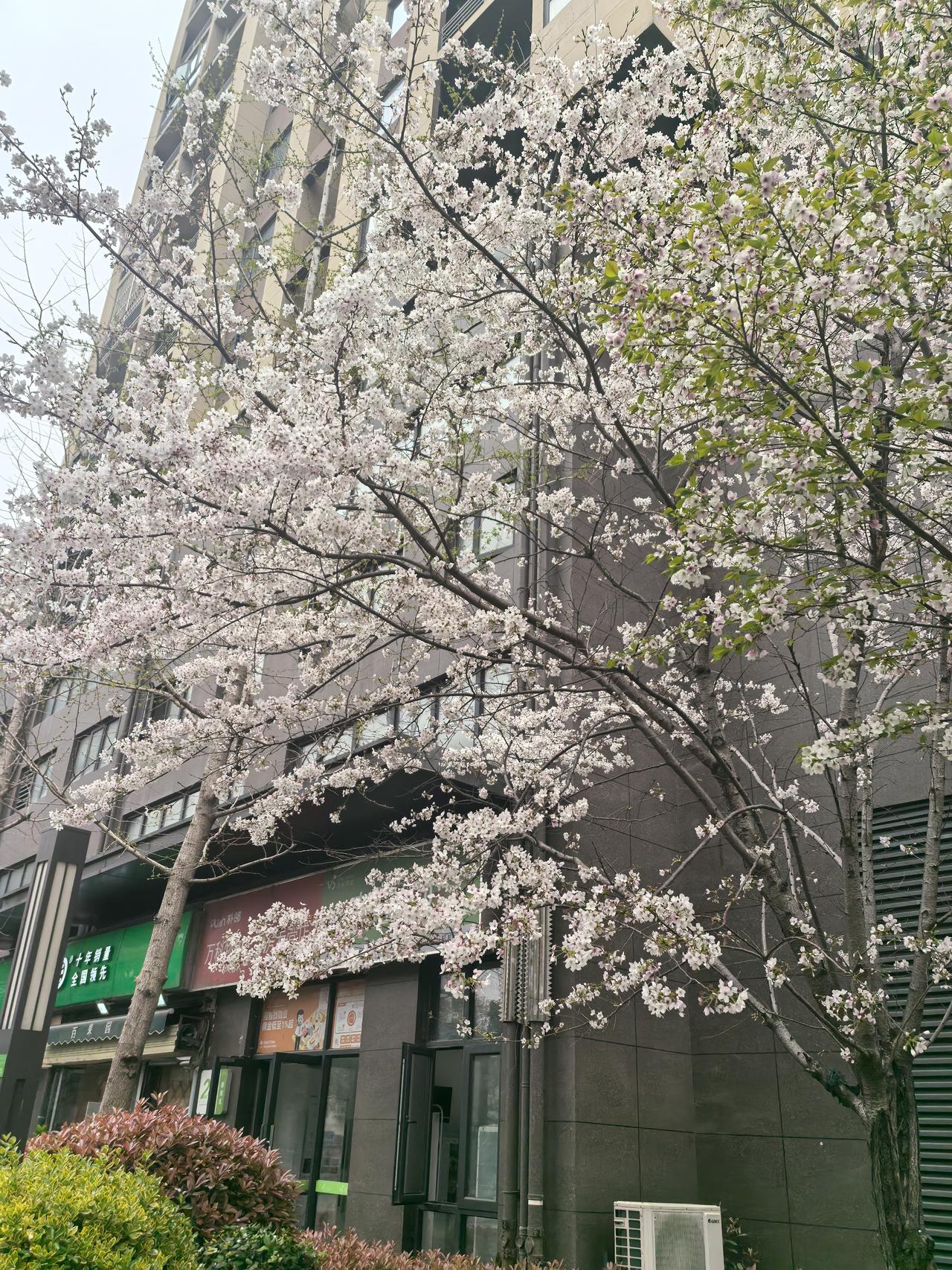 又是一年樱花季，每年这个时候，武汉都气候宜人，随处可见的樱花，点缀着这座美丽的城