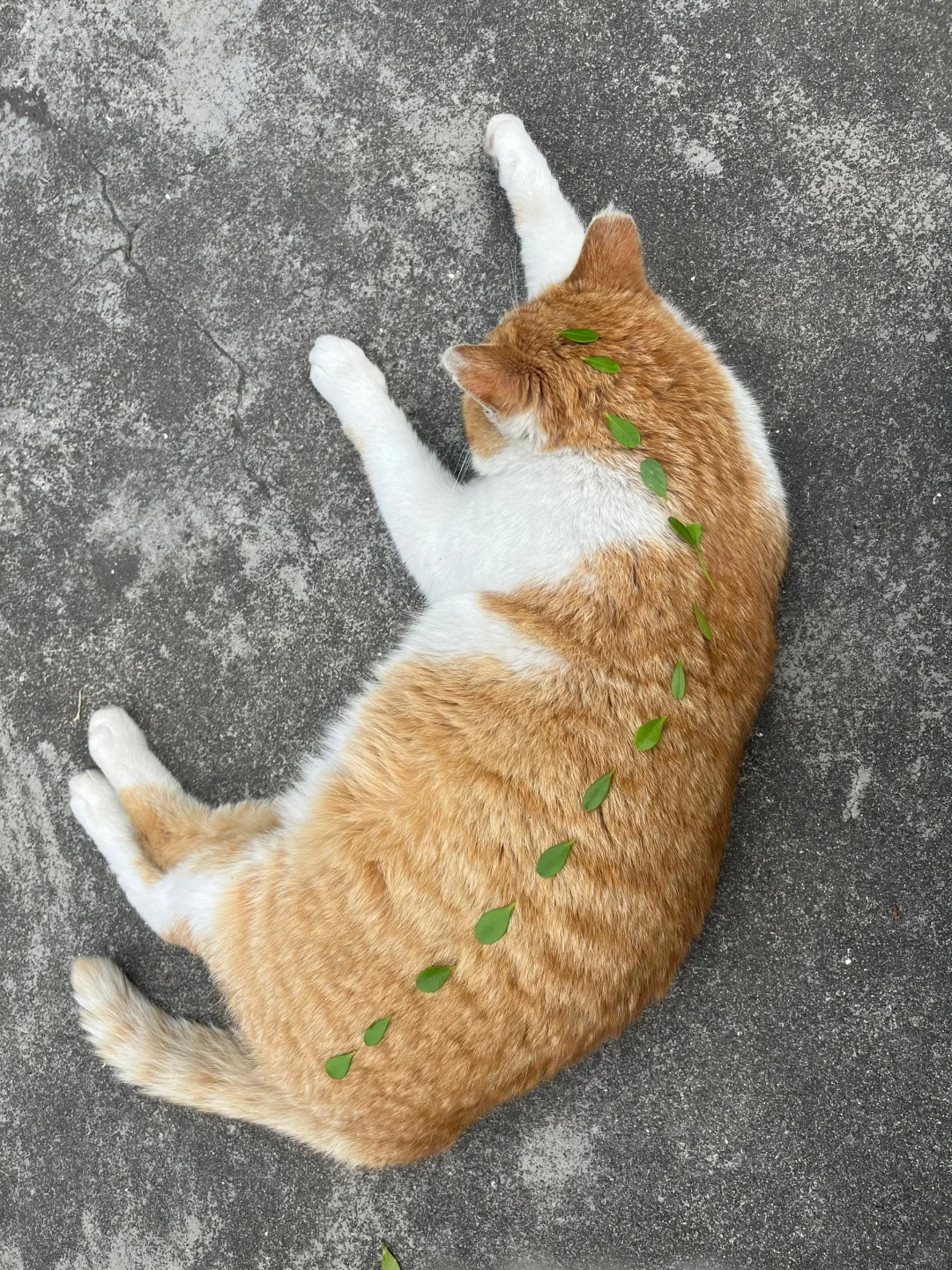 大学里的猫，特别信任大学生的 