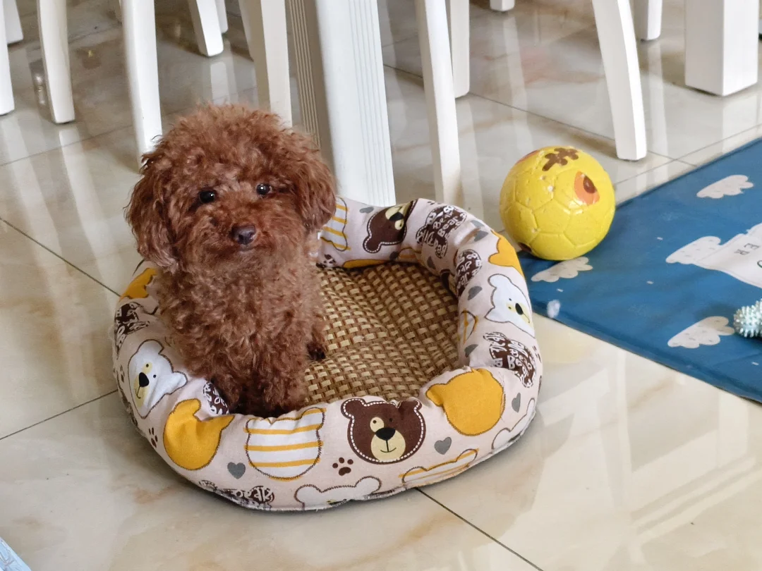 小狗睡凉席