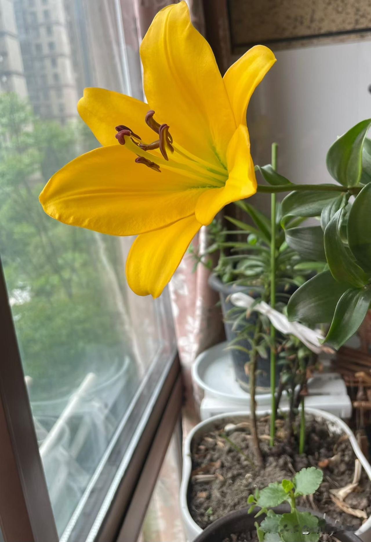 这朵明黄的百合也太治愈了吧！每天早晨看看它，心情能好一整天[祝福]没想到我这个“
