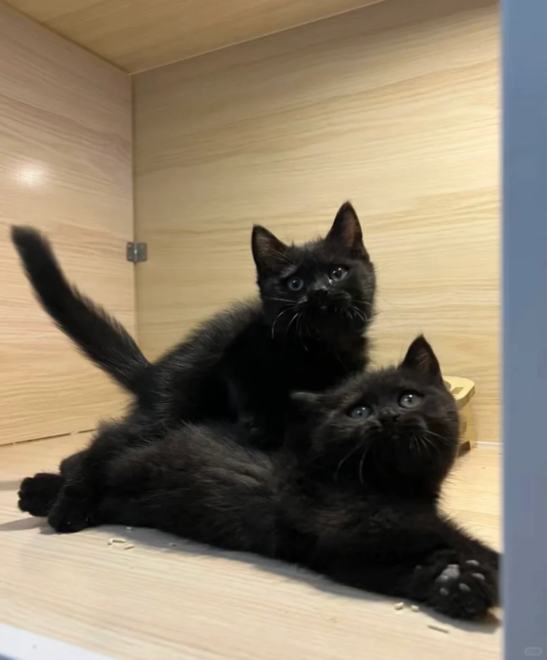 🇭🇰HK買貓💛一窩純黑英短BB～價錢合適