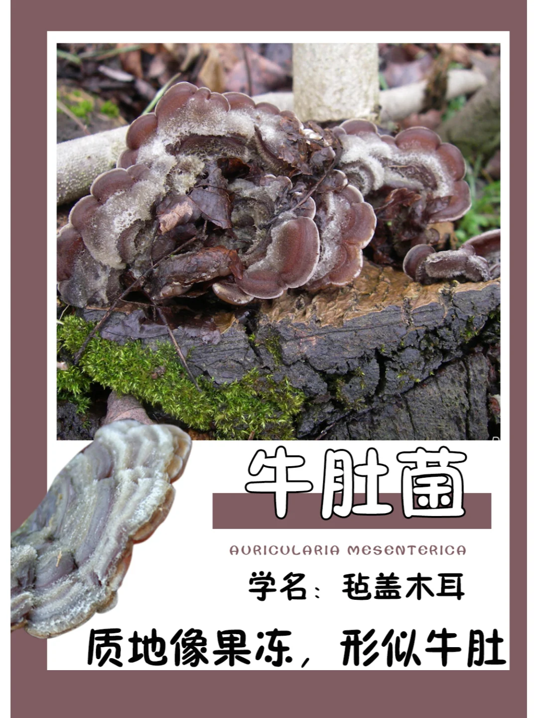 牛肚菌，形似牛肚而得名