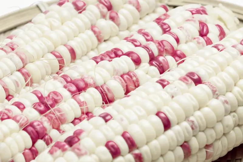 玉米这东西，各地叫法差异可大了。在东北，“苞米”叫得那叫一个响亮，“棒子”也很常