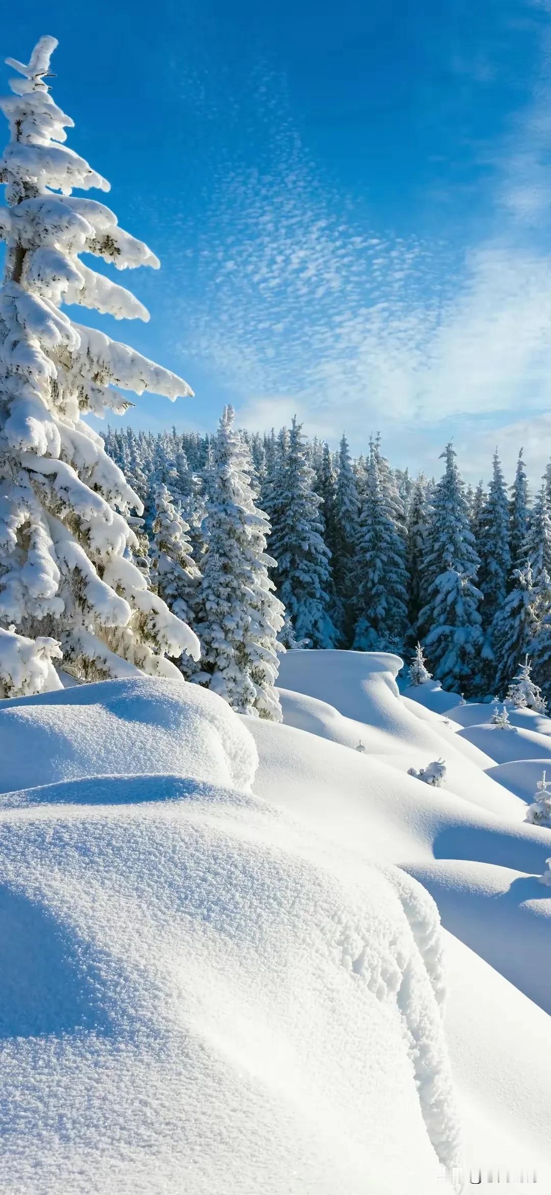 白雪皑皑，银装素裹。时光阑珊的廊角，始终挂着岁月静好的风铃；在残冬清寒的枝头上，