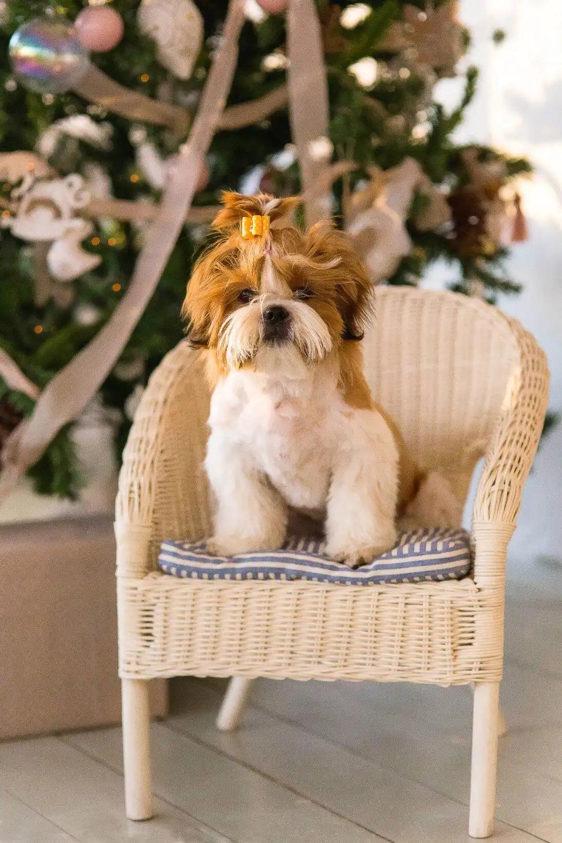 养狗的人都注意点吧！看不好你的狗，有可能坐牢啊！

《中华人民共和国治安管理处罚