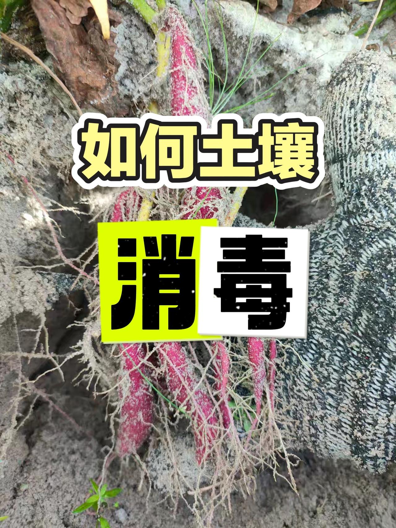 有朋友问我，土传病害多、经常死棵烂苗，是不是给土壤消消毒就行了？其实很多人没掌握