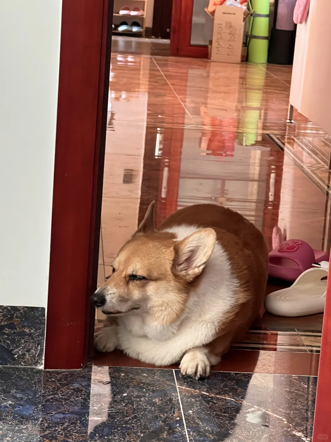 想看看你每天睡醒睁眼看到的第一幕（宠物篇）