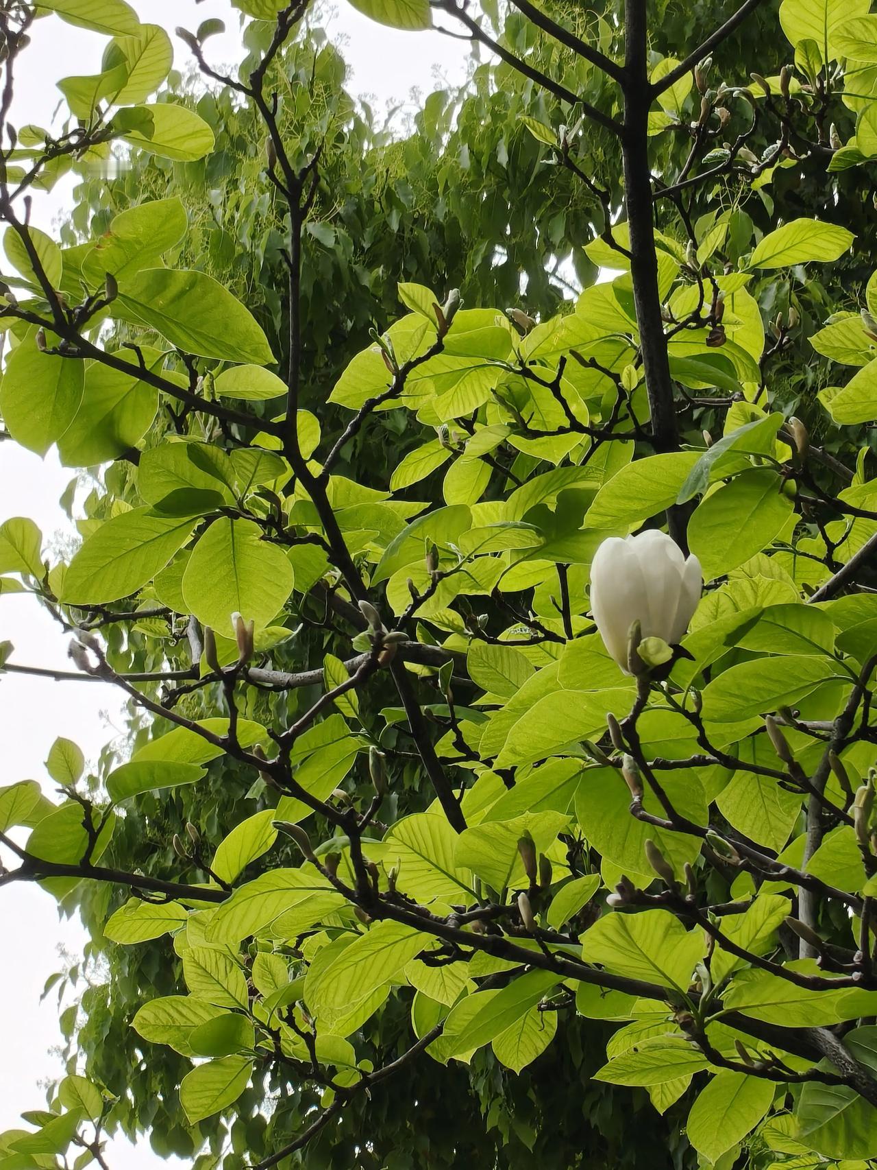 我的兴趣爱好就是拍照📸
刚刚下班时候看到的
这棵玉兰树上还留着一朵花呢！
看得