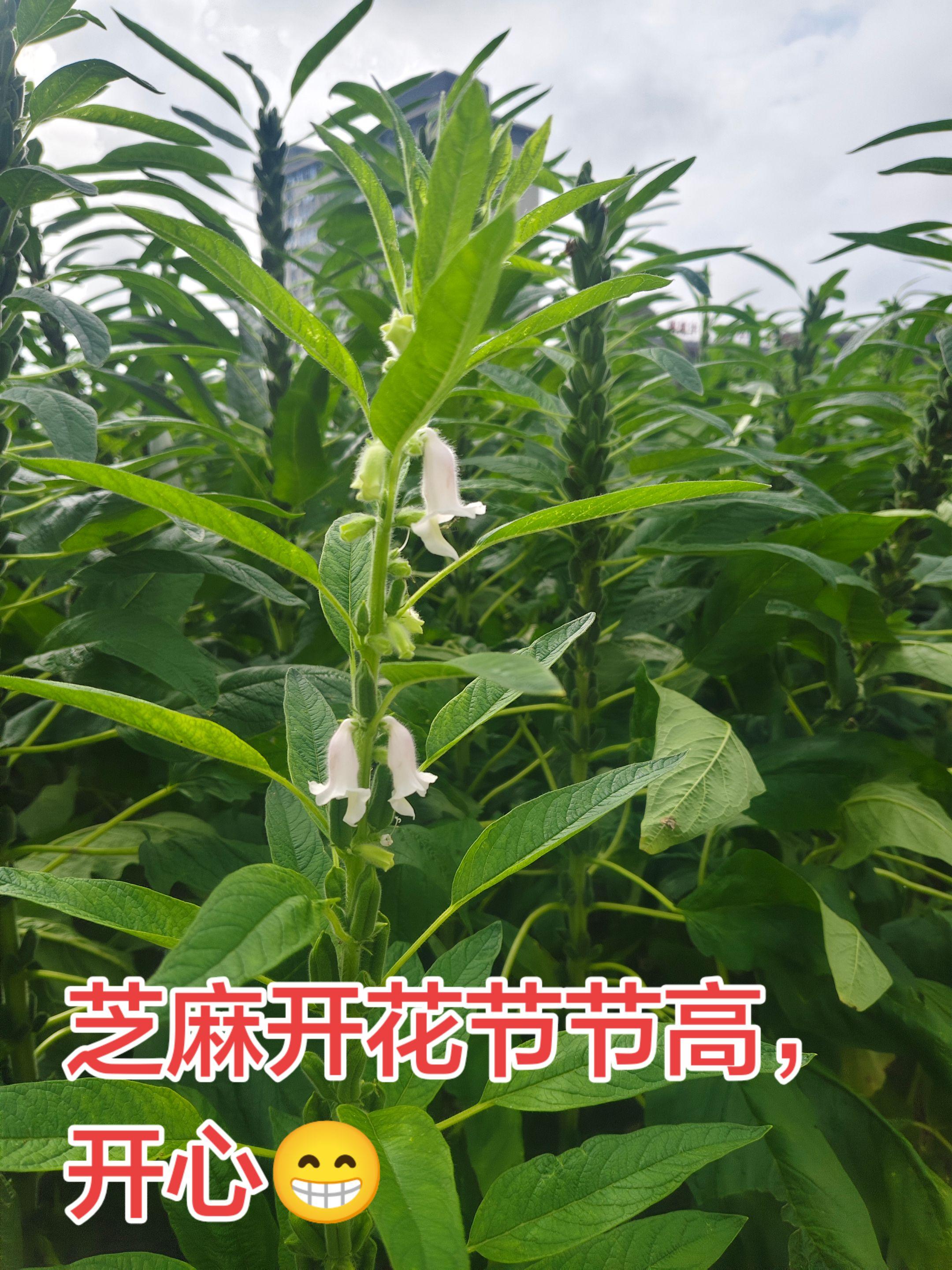 芝麻开花。芝麻开花节节高