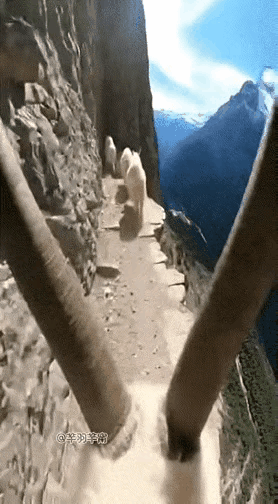 我就一个问题，
掉下去的羊，没逝吧？