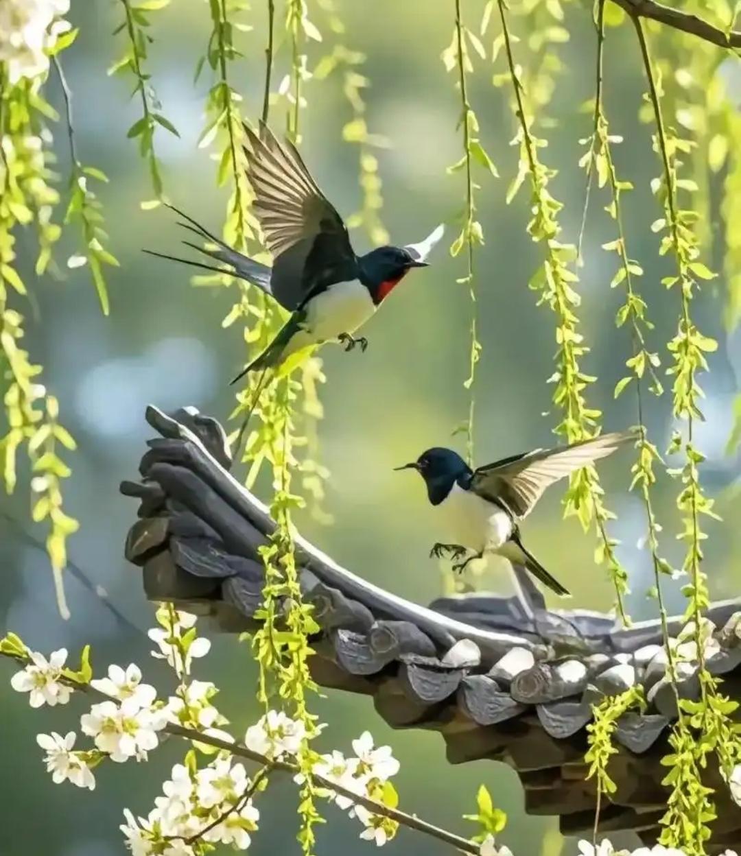 上联，寻旧巢，双燕飞来垂柳院

下联，？？？