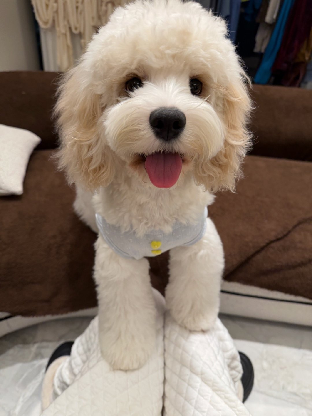 狗儿狗儿乖乖🥺 