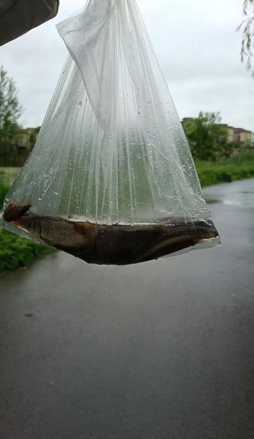 天天下雨，天天下雨，反正不缺鱼吃。5月18日拍摄湖北大雨