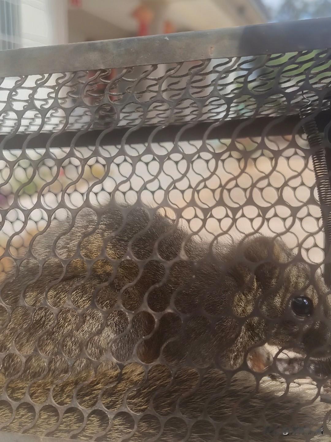 宝物招领：这是哪个专家的？来偷吃我家鸡蛋、玉米和果子，之前的小鸽子据说也是它偷吃