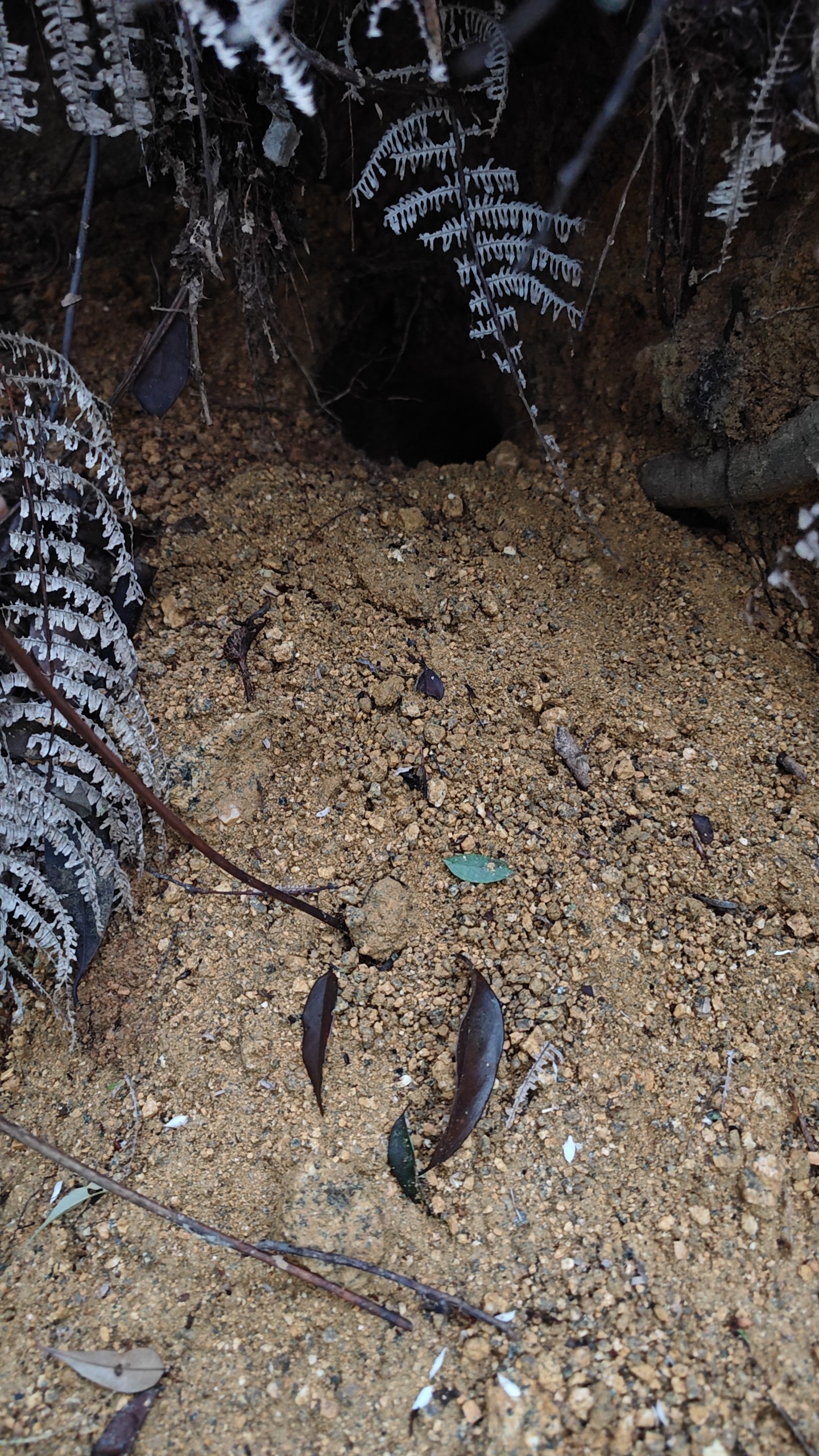 没有什么比春天进入乌禽嶂的森林更让人心情愉悦了 