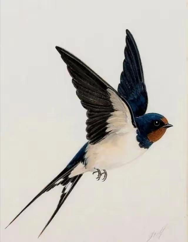 给燕子装上追踪器后，我们几代人的常识，塌了。它们秋天往南飞，根本不是飞到海南岛躲