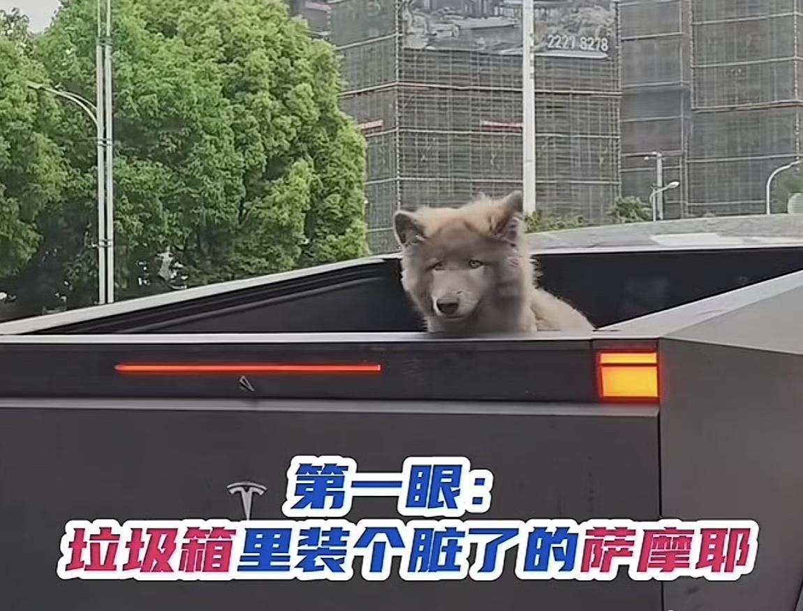 这大概是今年互联网上最离谱也最“扎心”的一次误会。一张名为“流浪萨摩耶翻垃圾桶”