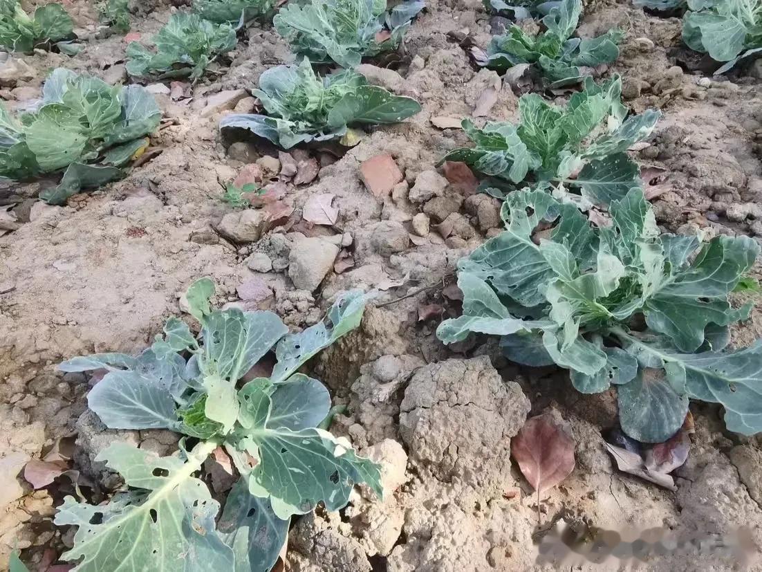 这就是中国的粮仓和蔬菜基地的的看不见的角落。
看得见的是为了让你看得见的。

谁