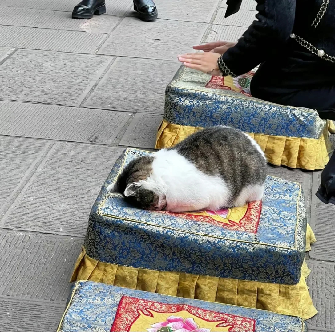 小猫：菩萨保佑天天下小鱼干雨 