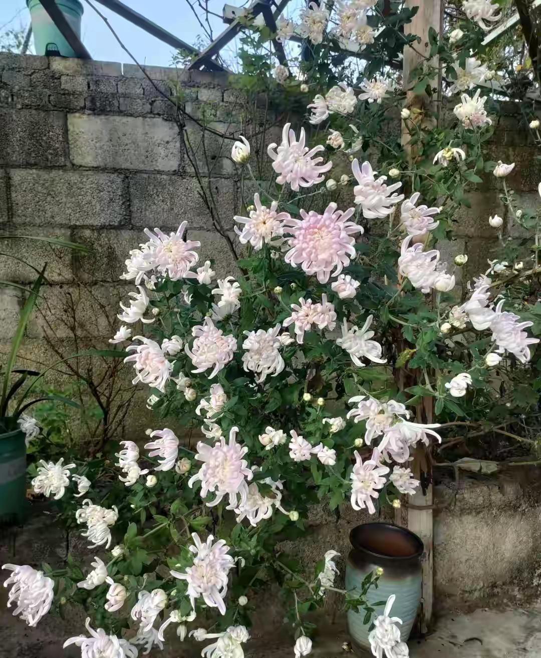 粉国华花朵粉嫩硕大，单棵开花超百朵，引来众多网友评论点赞。粉国华是经典菊花品种，