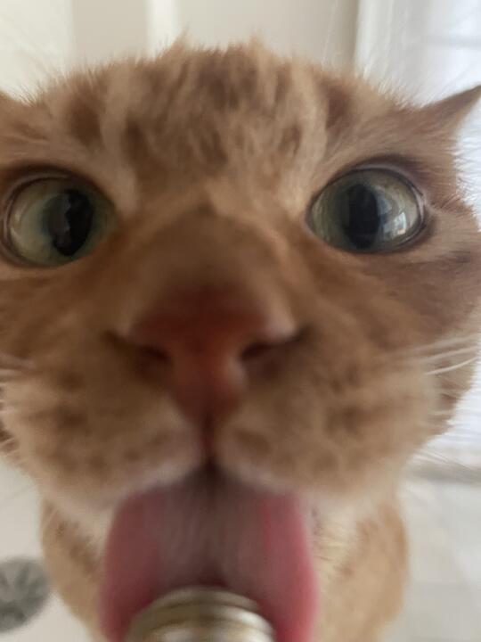 小猫儿们这个萌