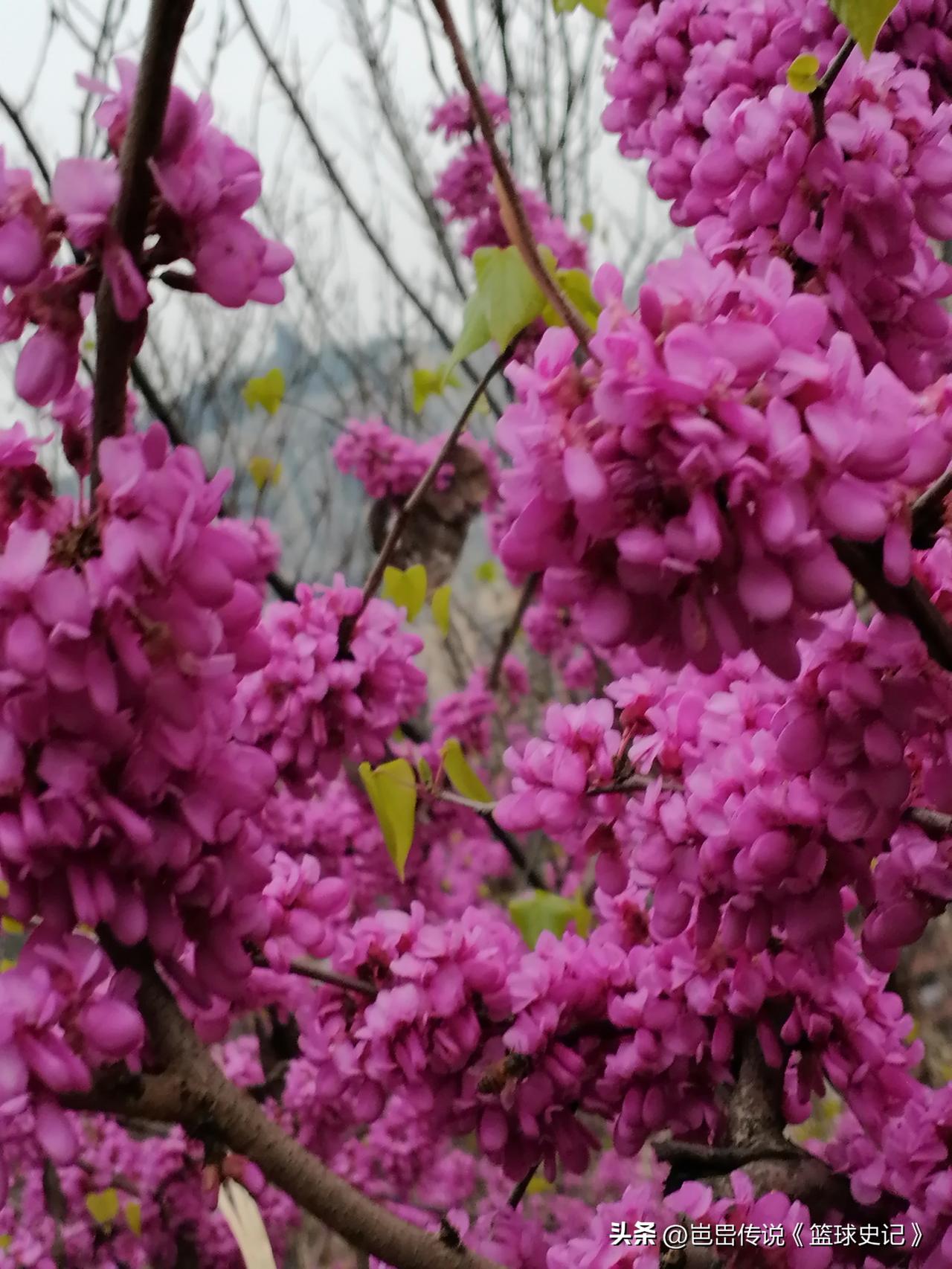 晒晒你随手一拍的花朵