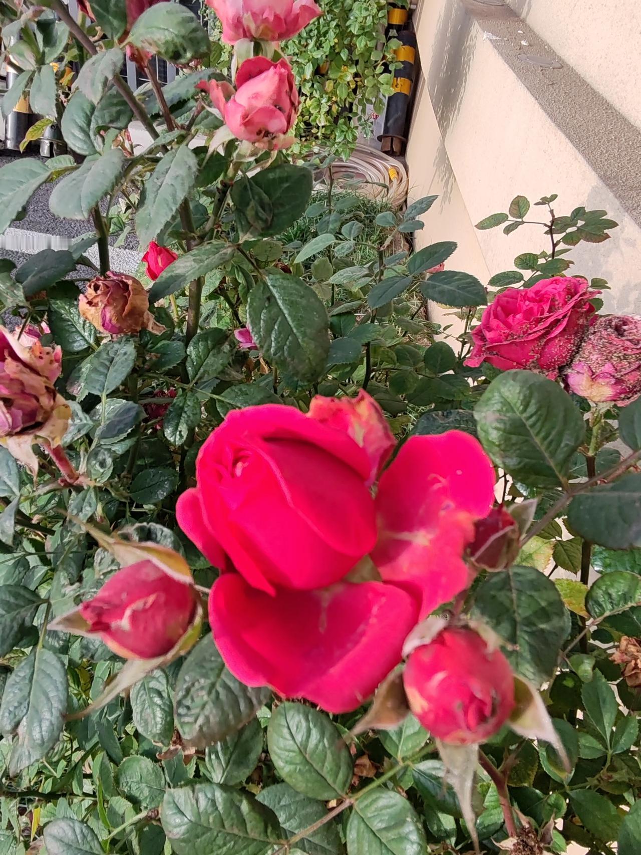 晒图笔记大赛献给冬天的美。