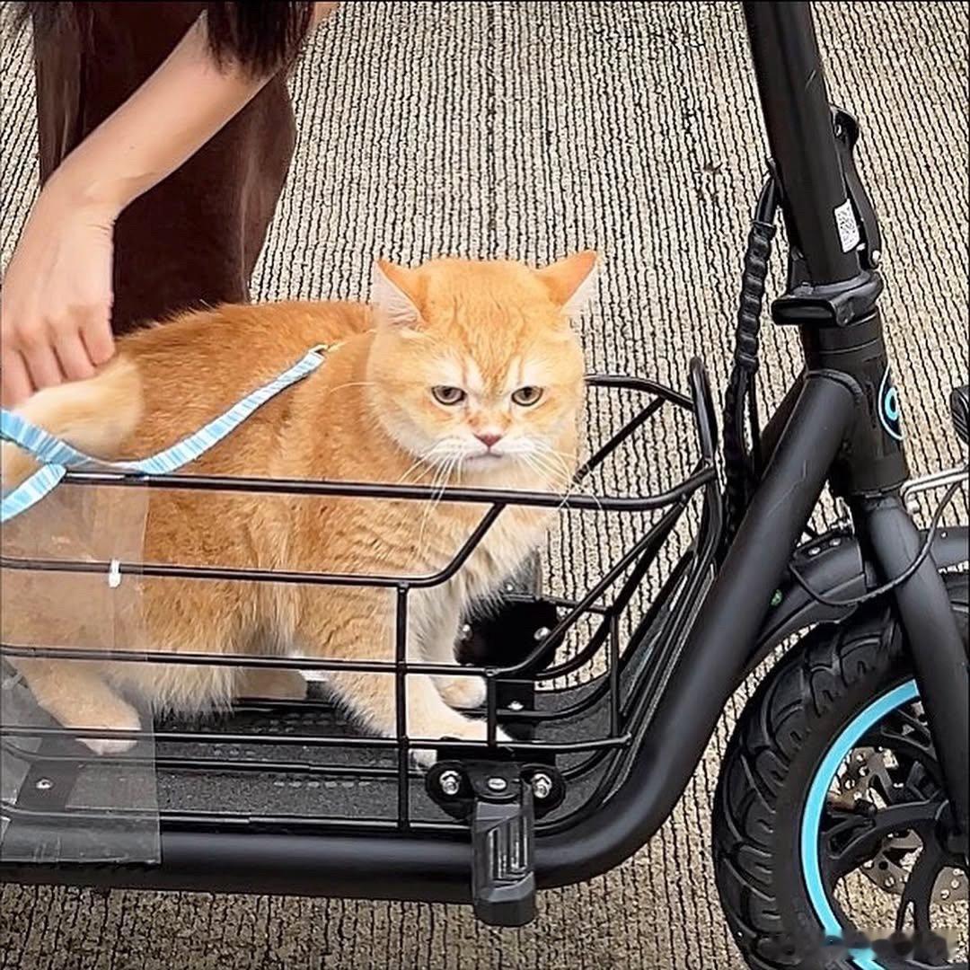 好可爱的遛猫小筐筐cr：cielmeowmun ​​​
