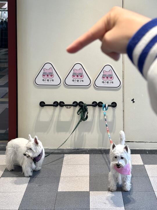 重庆不愧是宠物友好城市！！！🐶🐶🐶