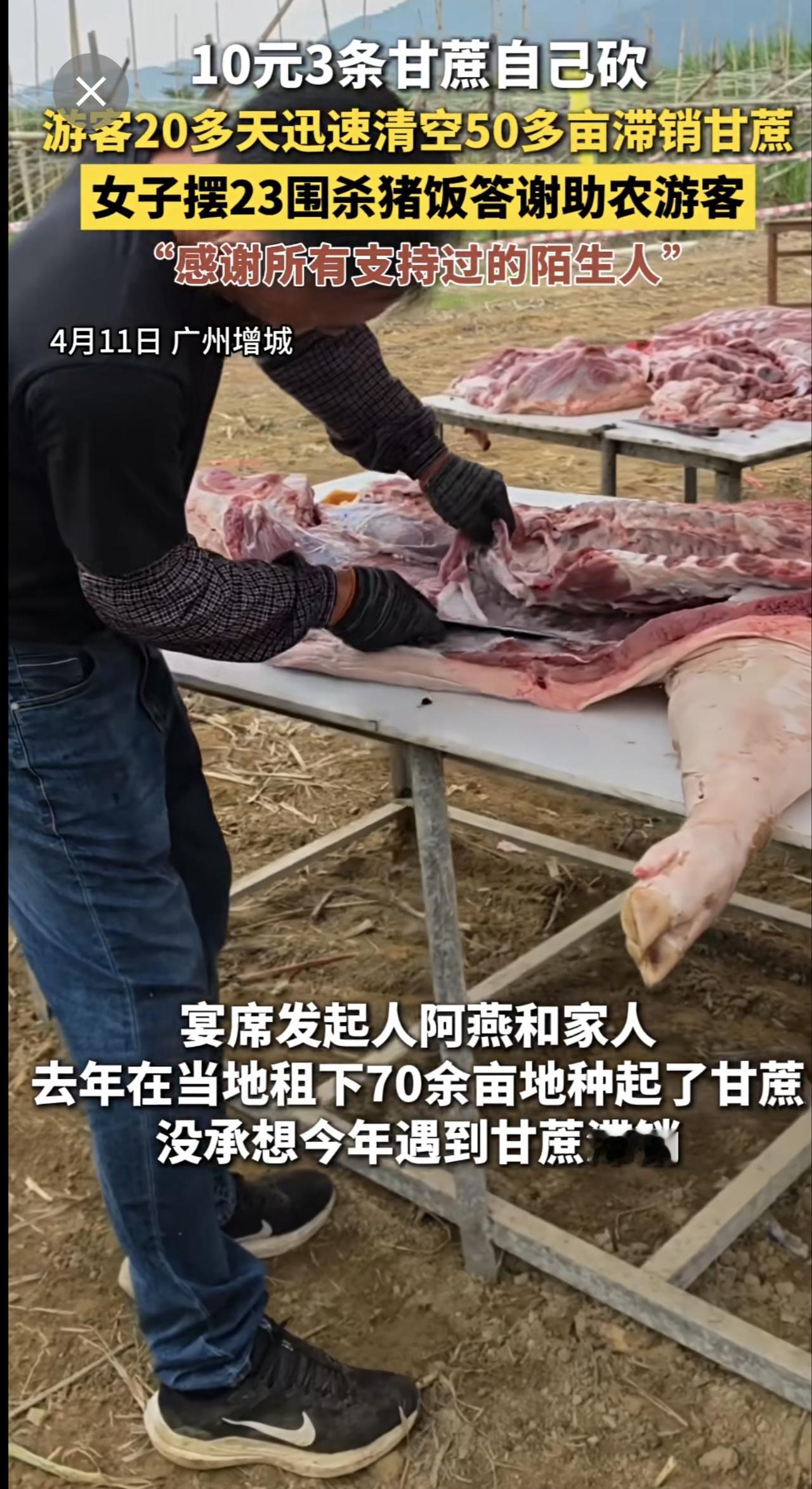 10元3条甘蔗自己砍，游客20多天迅速清空50多亩滞销甘蔗，女子摆23围杀猪饭答