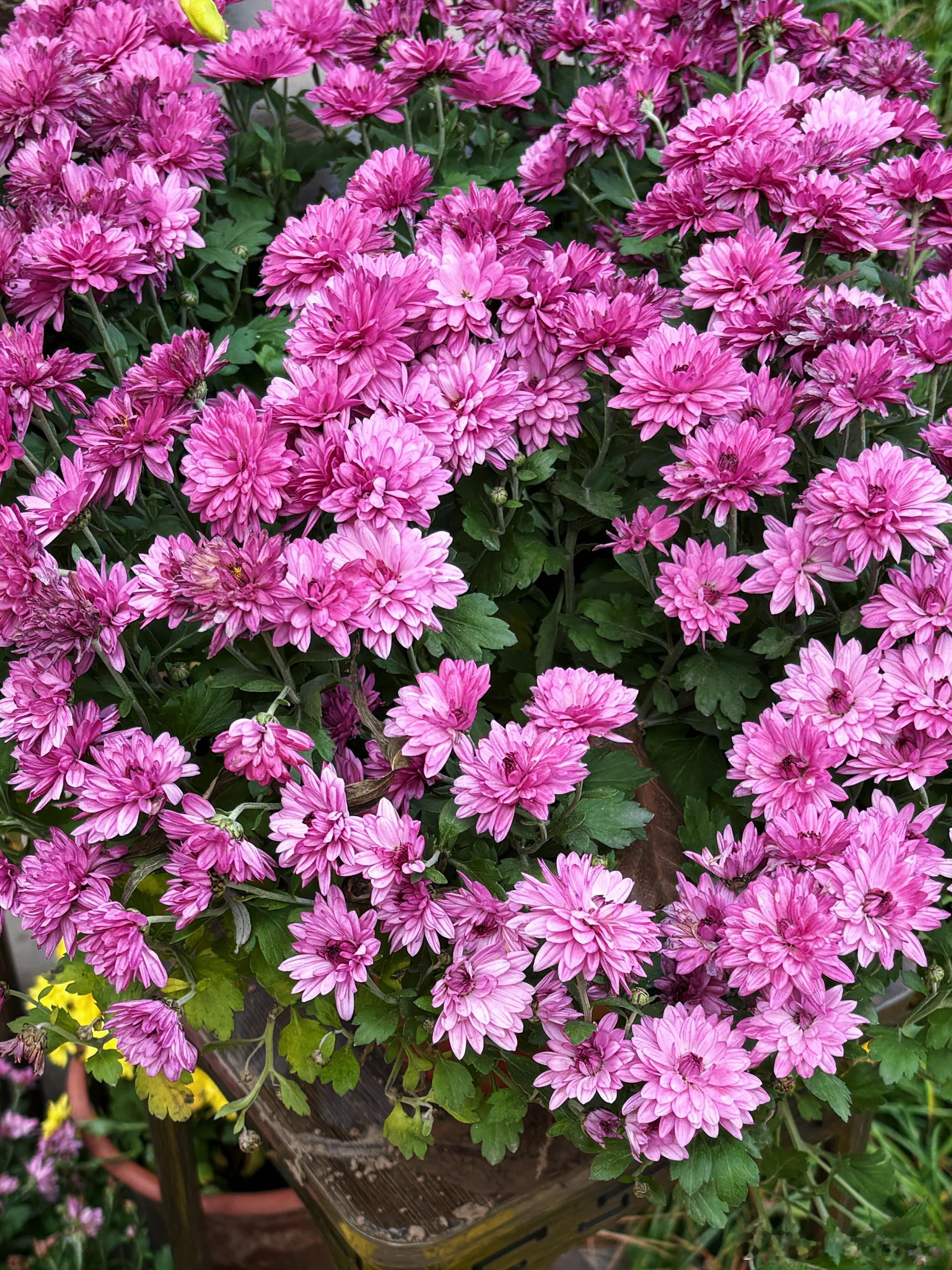 溜达一下^_^…🍂🖤🌸 