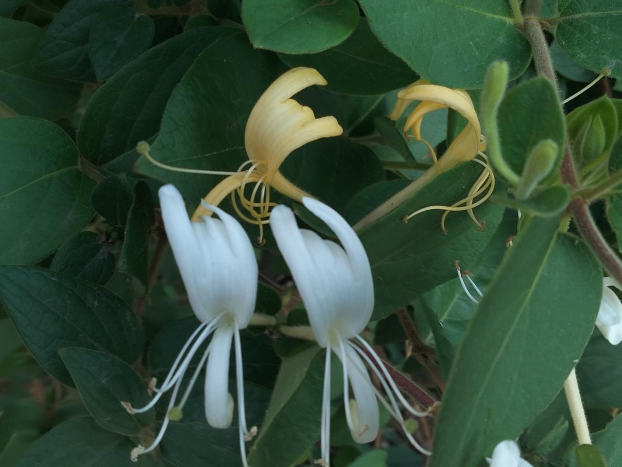 发一张你相册最近拍的花金银花。[大笑]
街溜子随拍