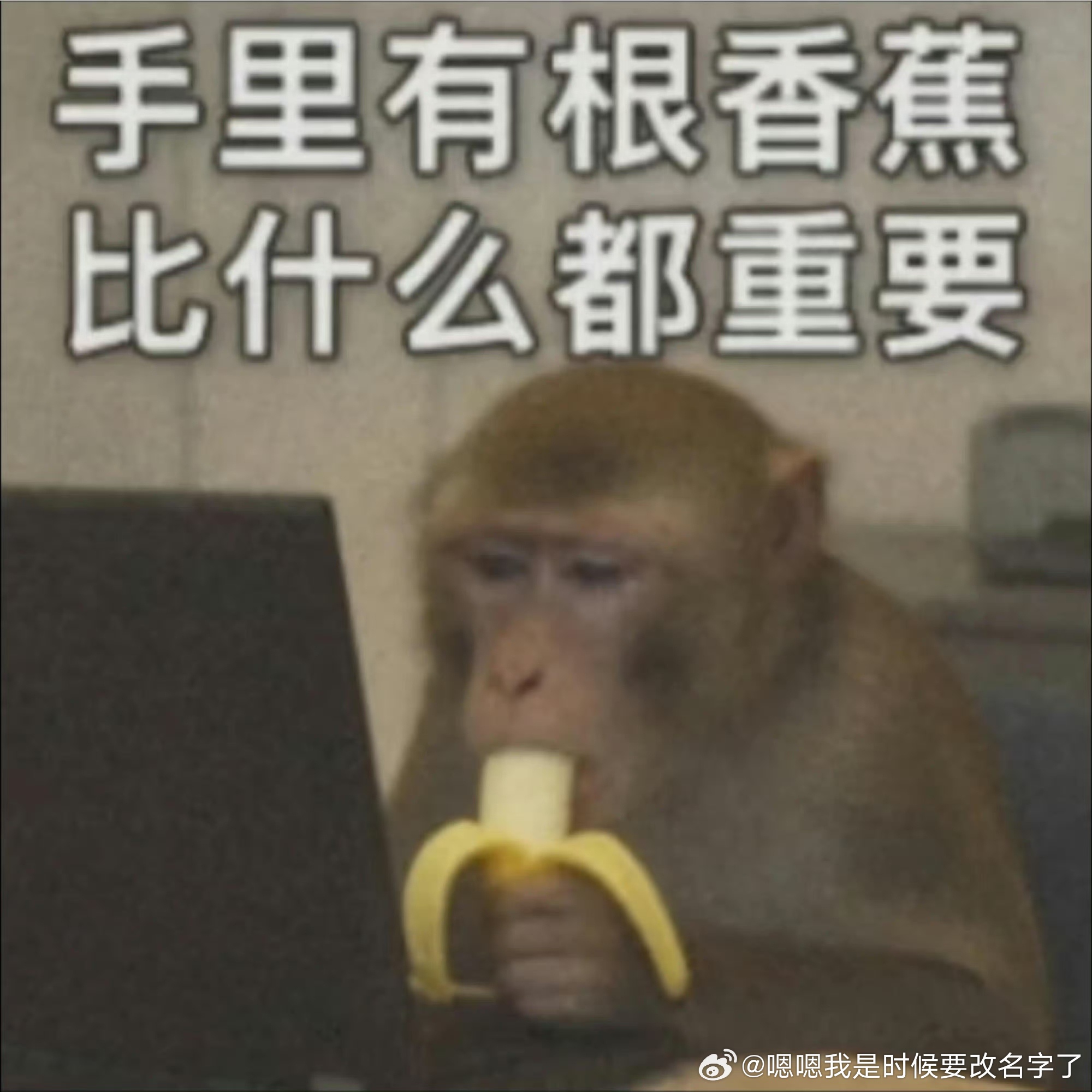 最尊重猴的剧组出现了片尾看到“猴子饰猴子”的字幕我直接愣了，连打工猴都能拥有姓名