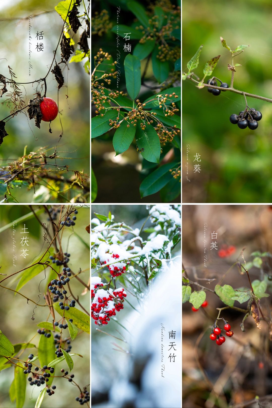 冬日，你还能见到的植物“果实