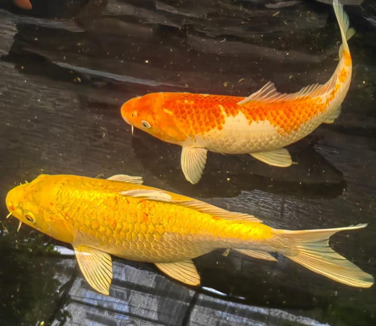 秦末刘邦攻入咸阳后，见秦宫奢华欲留居享乐，谋士张良劝谏道：“今始入秦，即安其乐，