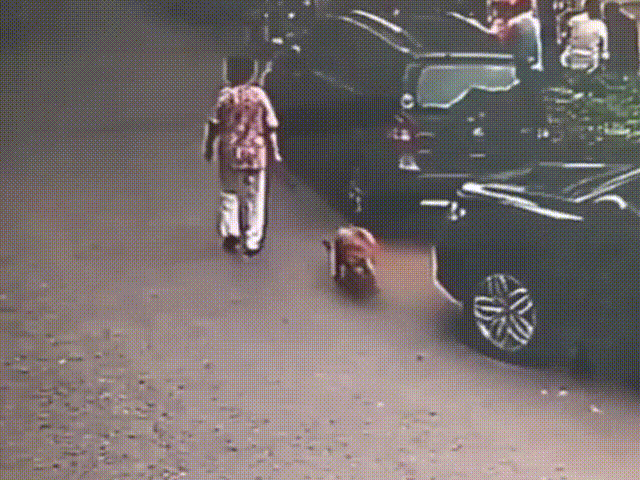 老人带狗下楼取快递，途中狗发现车底下有一只小猫，钻进车底撕咬小猫，狗主人根本拉不