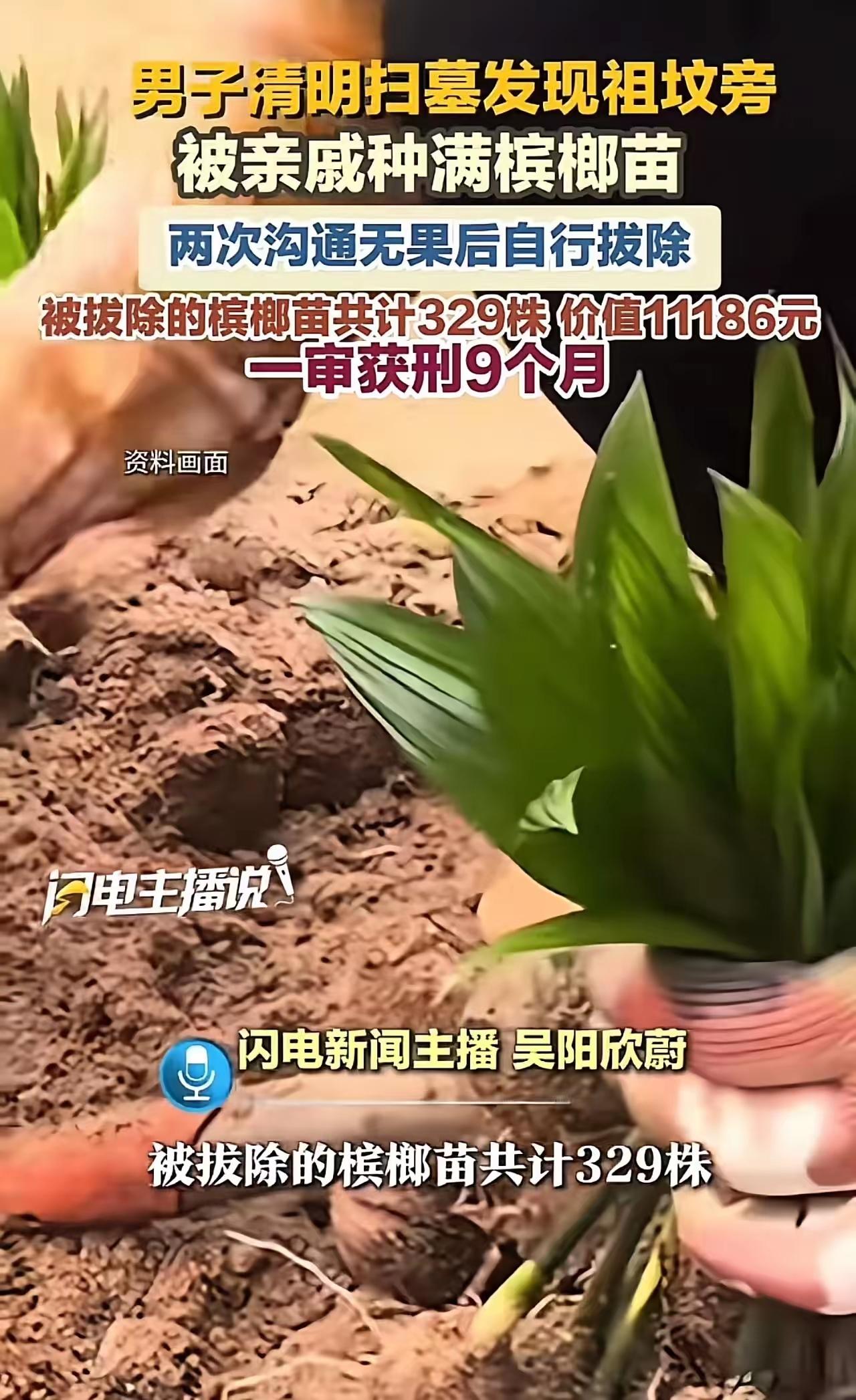 祖坟旁种槟榔被拔，男子获刑9个月：情理与法律的边界之争
 
2025年清明，海南