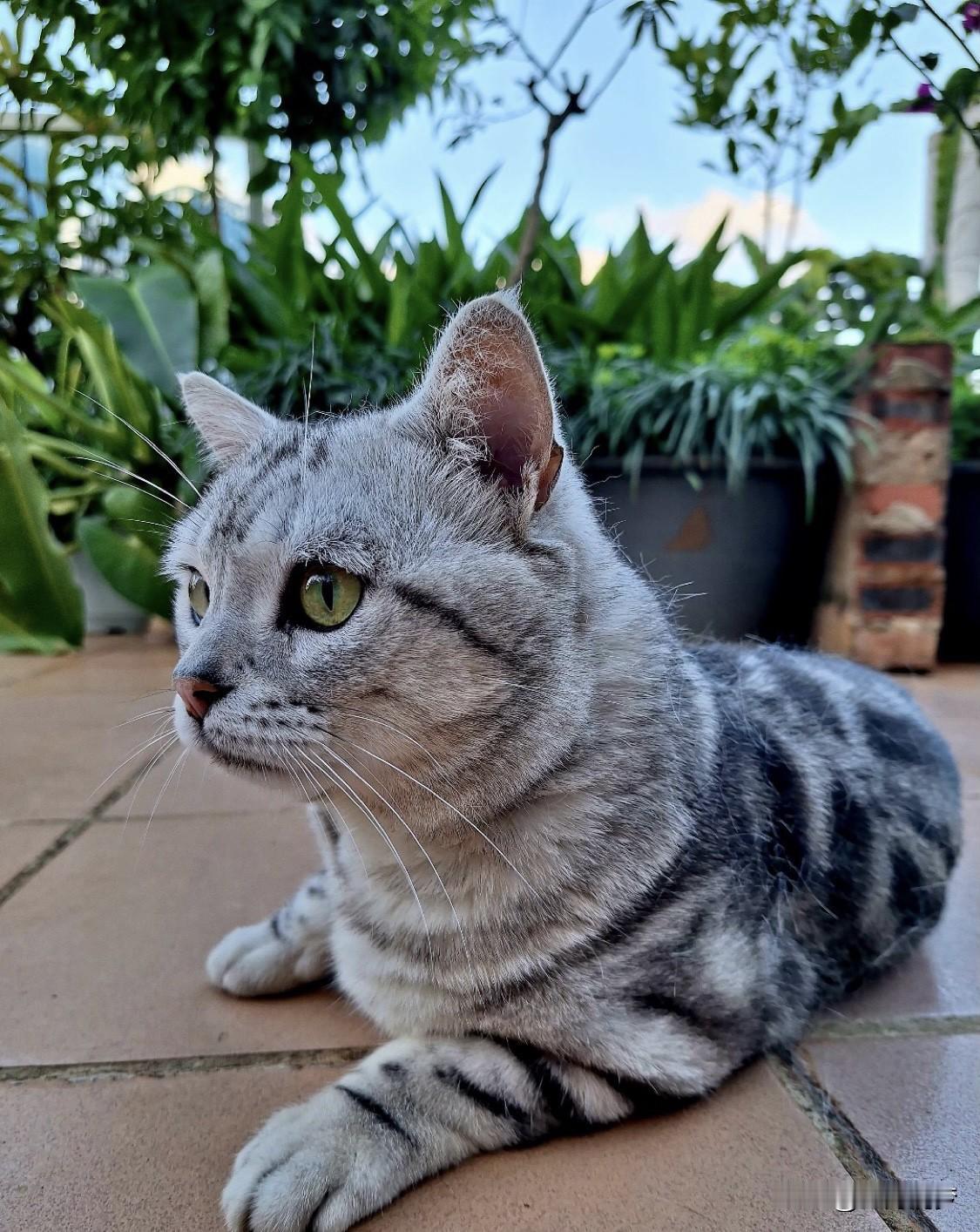 猫咪真的超级可爱！很多铲屎官都会疑惑，猫咪高冷傲娇，偶尔还拆家发脾气，可为啥就是