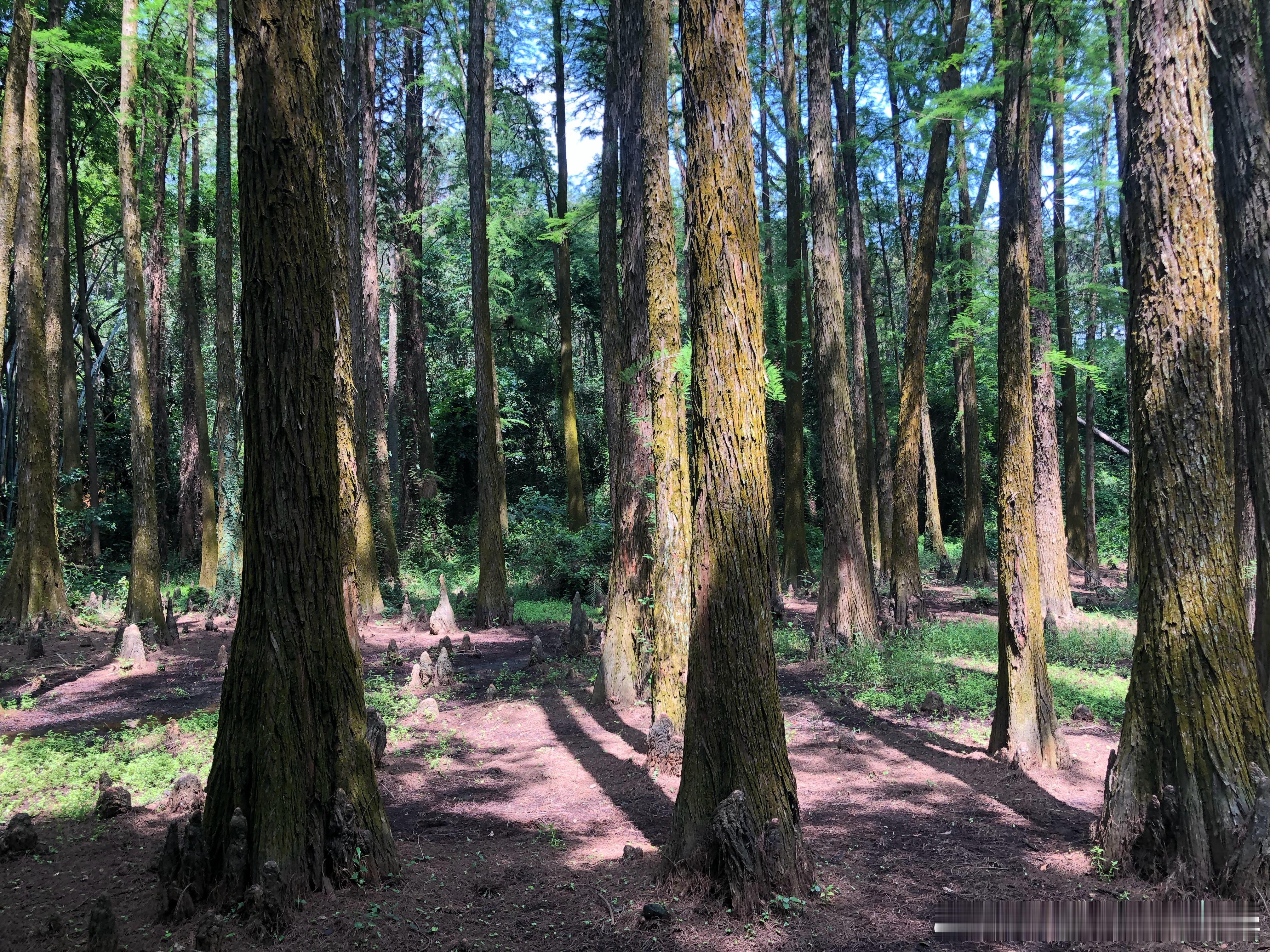 五山夜跑（2192）：晴热的傍晚！农科院鸡笼山慢跑8.00km，1h01mins