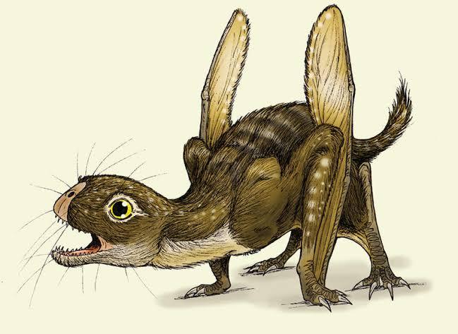 #你的桌面恐龙博物馆# 第十五课 蛙嘴龙（三） Anurognathus 蛙嘴龙