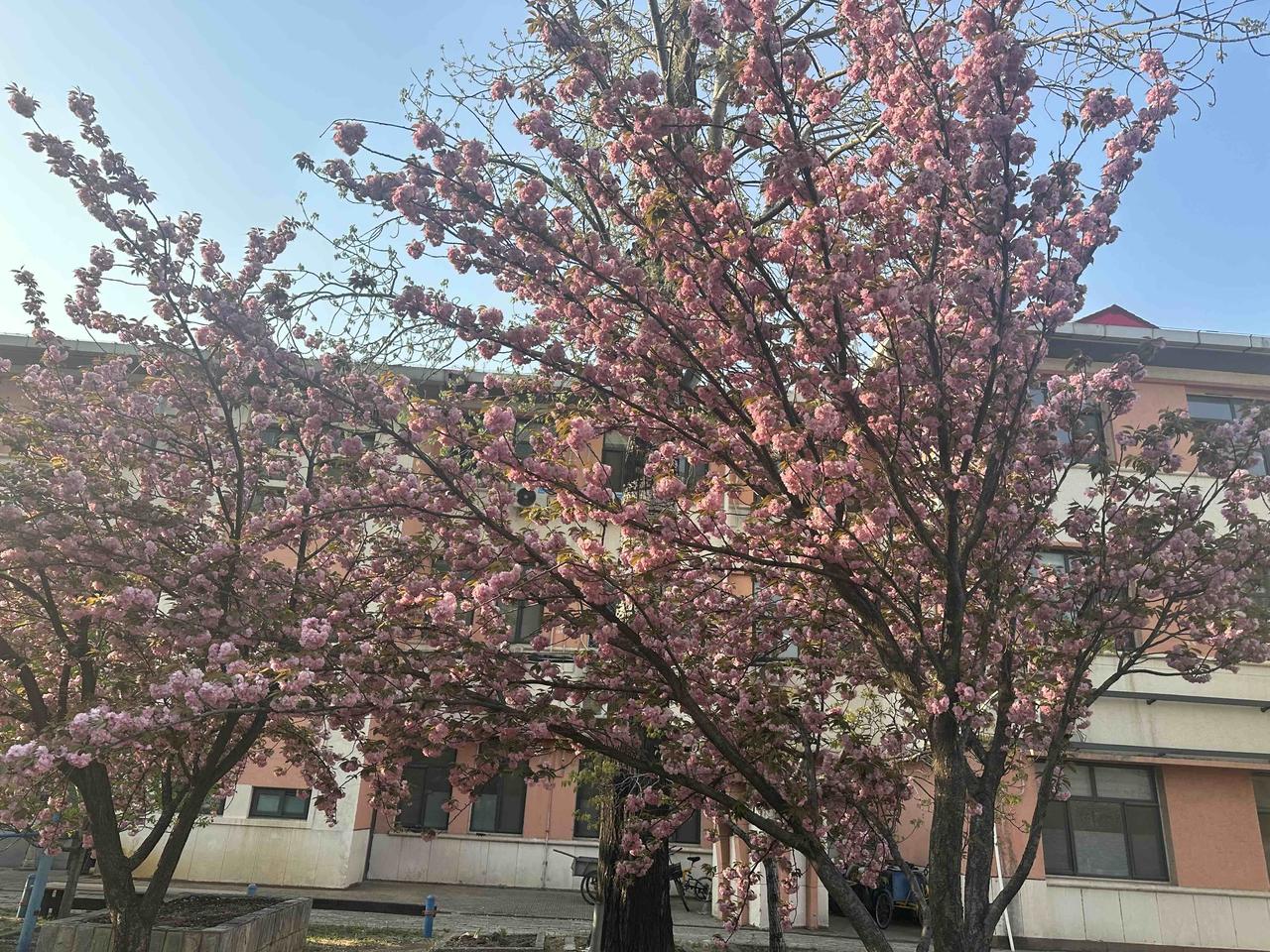 晒晒你手机里的美丽花朵今年单位里的花开得特别的漂亮，成了中午遛弯同事的打卡地。