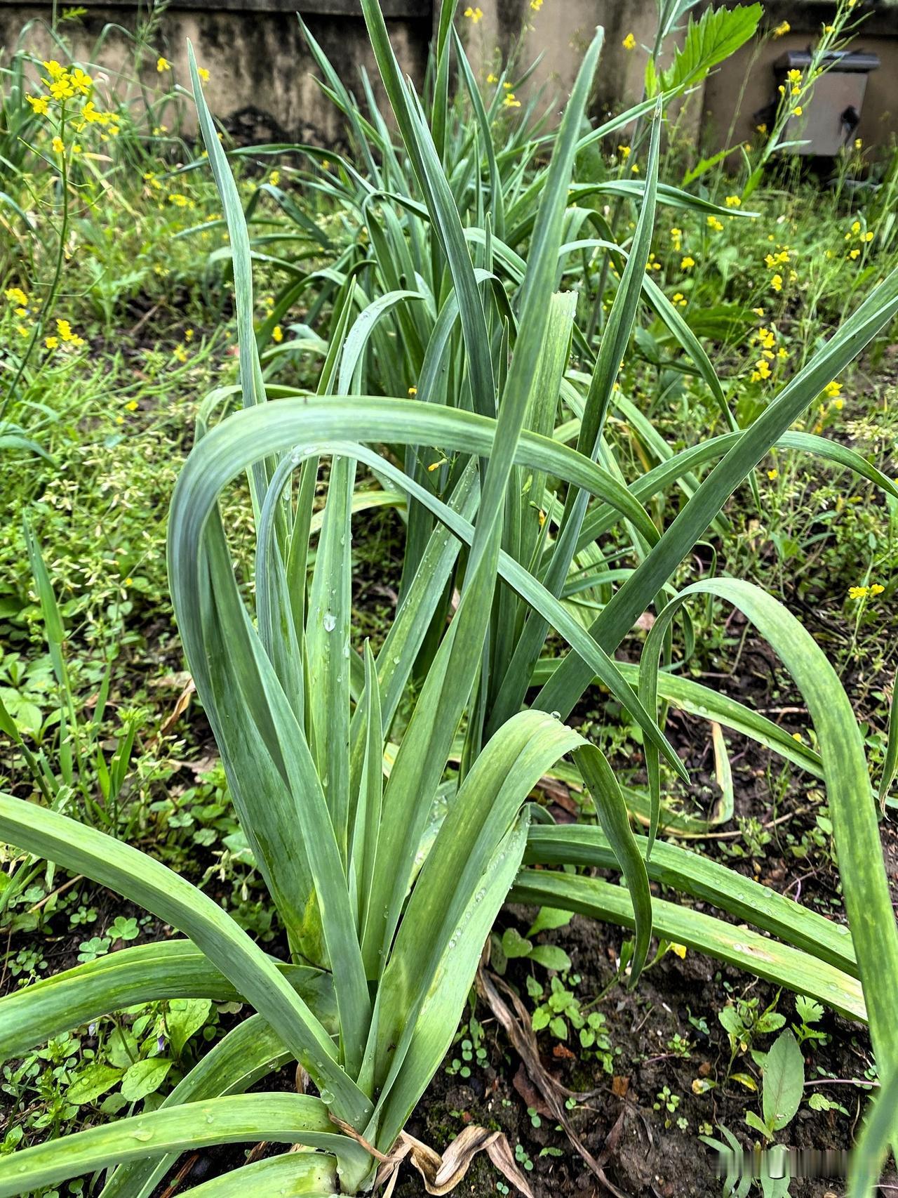 春日生活打卡季第一次种大蒜，现在大蒜抽苔了，不知道怎么办？可以把蒜苔抽出来炒肉吃