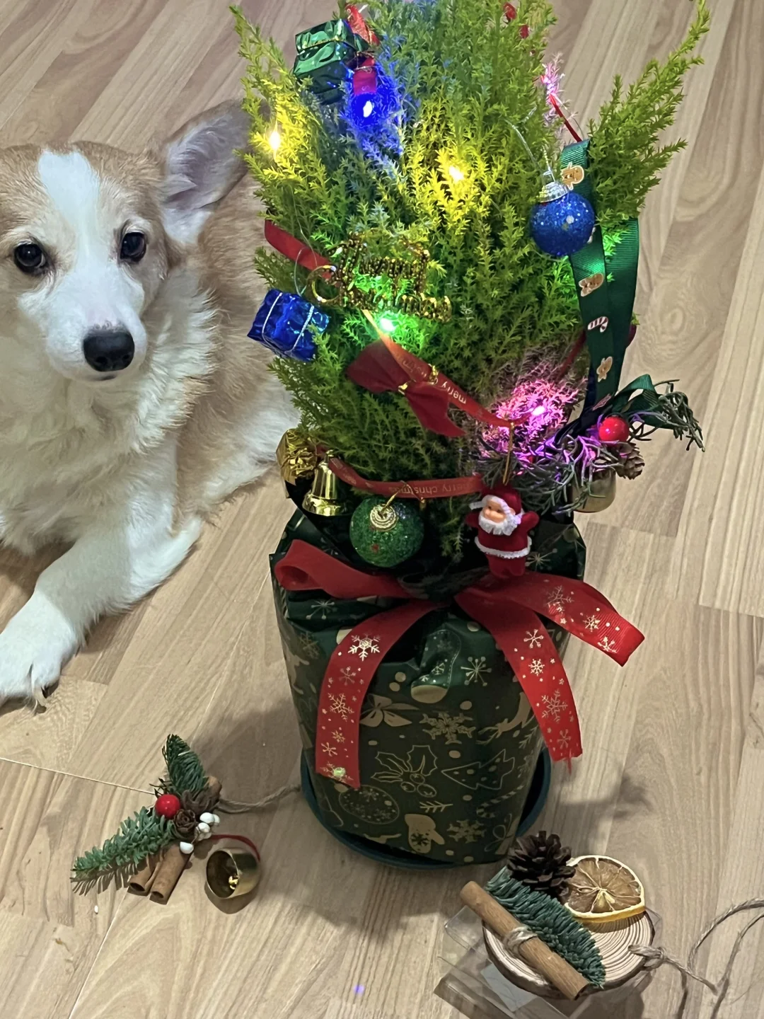 不是，叮咚你认真的！？ 💰24.9就get了圣诞树🎄 圣诞小香松...