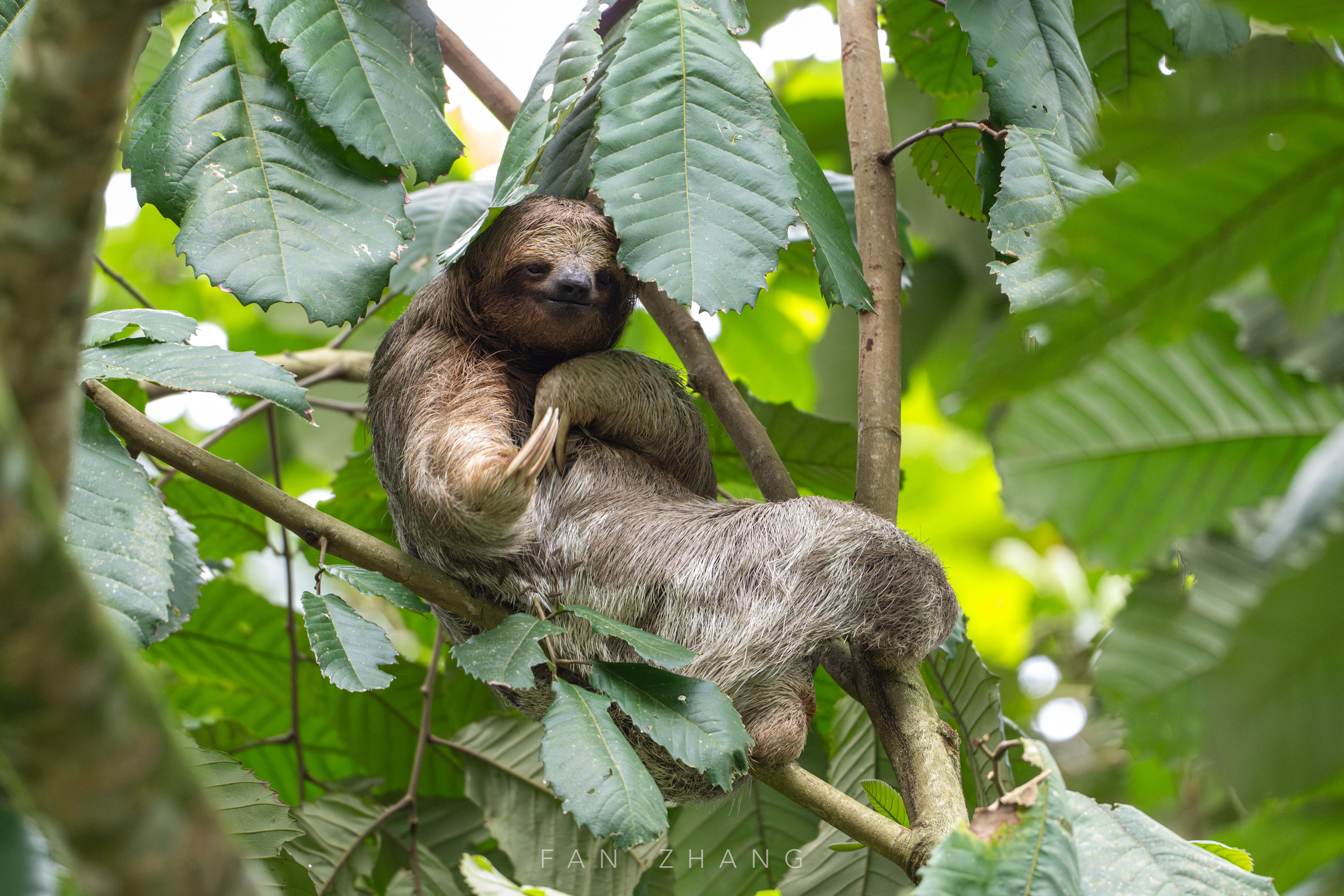 哥斯达黎加雨林日记｜树顶上的微笑表情包Sloth Watching Trail是